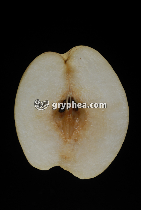 Poire Nashi CL - gryphea.com